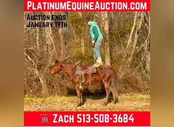 American Quarter Horse, Wałach, 4 lat, 150 cm, Kasztanowatodereszowata