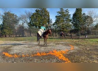 American Quarter Horse, Wałach, 4 lat, 150 cm, Kasztanowatodereszowata