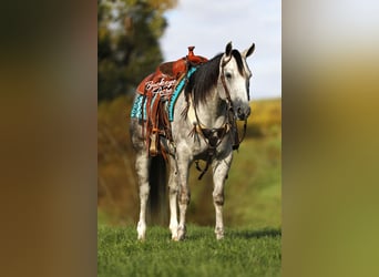 American Quarter Horse, Wałach, 4 lat, 150 cm, Siwa jabłkowita