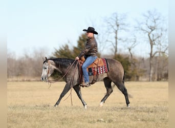 American Quarter Horse, Wałach, 4 lat, 150 cm, Siwa