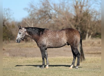 American Quarter Horse, Wałach, 4 lat, 150 cm, Siwa
