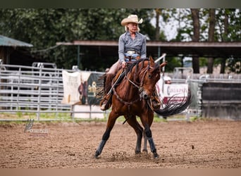 American Quarter Horse, Wałach, 4 lat, 151 cm, Gniada