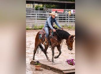 American Quarter Horse, Wałach, 4 lat, 151 cm, Gniada