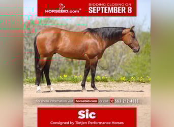 American Quarter Horse, Wałach, 4 lat, 152 cm, Bułana