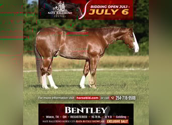 American Quarter Horse, Wałach, 4 lat, 152 cm, Cisawa