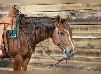 American Quarter Horse, Wałach, 4 lat, 152 cm, Cisawa