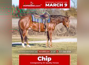 American Quarter Horse, Wałach, 4 lat, 152 cm, Cisawa