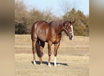 American Quarter Horse, Wałach, 4 lat, 152 cm, Cisawa