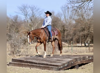 American Quarter Horse, Wałach, 4 lat, 152 cm, Cisawa