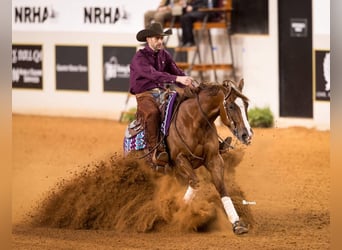 American Quarter Horse, Wałach, 4 lat, 152 cm, Cisawa