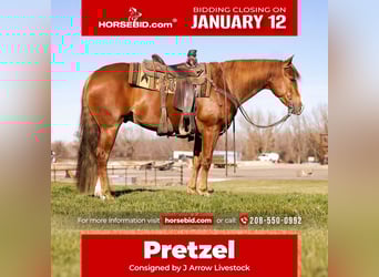 American Quarter Horse, Wałach, 4 lat, 152 cm, Cisawa