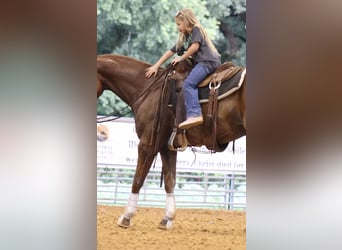 American Quarter Horse, Wałach, 4 lat, 152 cm, Cisawa