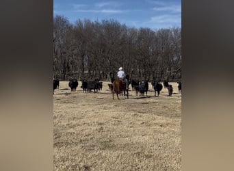 American Quarter Horse, Wałach, 4 lat, 152 cm, Cisawa