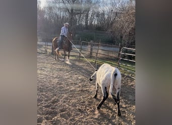 American Quarter Horse, Wałach, 4 lat, 152 cm, Cisawa