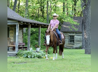 American Quarter Horse, Wałach, 4 lat, 152 cm, Cisawa