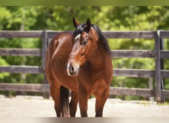 American Quarter Horse, Wałach, 4 lat, 152 cm, Gniada