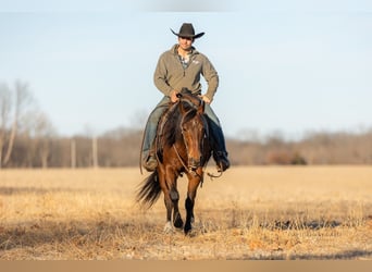 American Quarter Horse, Wałach, 4 lat, 152 cm, Gniada