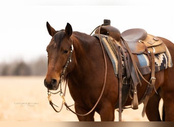 American Quarter Horse, Wałach, 4 lat, 152 cm, Gniada
