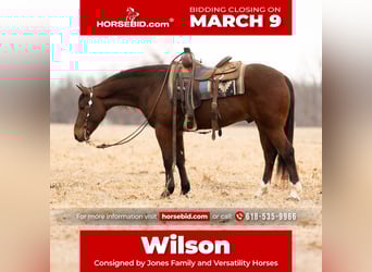 American Quarter Horse, Wałach, 4 lat, 152 cm, Gniada