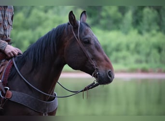 American Quarter Horse, Wałach, 4 lat, 152 cm, Gniada