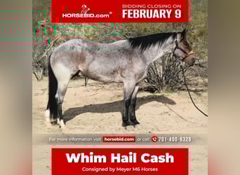 American Quarter Horse, Wałach, 4 lat, 152 cm, Gniadodereszowata