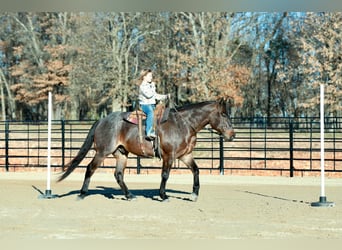 American Quarter Horse, Wałach, 4 lat, 152 cm, Gniadodereszowata