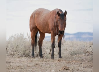 American Quarter Horse, Wałach, 4 lat, 152 cm, Gniadodereszowata