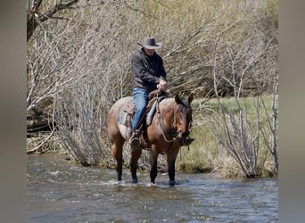 American Quarter Horse, Wałach, 4 lat, 152 cm, Gniadodereszowata