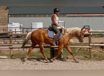 American Quarter Horse, Wałach, 4 lat, 152 cm, Izabelowata
