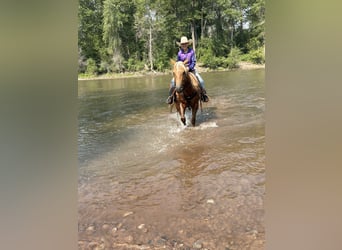 American Quarter Horse, Wałach, 4 lat, 152 cm, Izabelowata