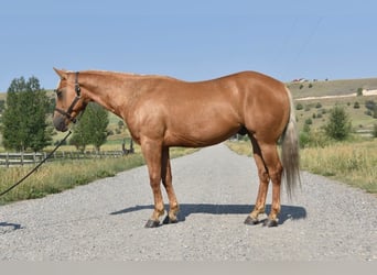 American Quarter Horse, Wałach, 4 lat, 152 cm, Izabelowata