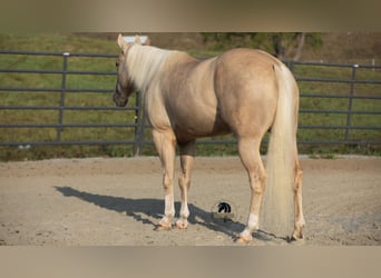 American Quarter Horse, Wałach, 4 lat, 152 cm, Izabelowata
