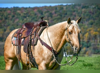 American Quarter Horse, Wałach, 4 lat, 152 cm, Izabelowata