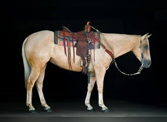 American Quarter Horse, Wałach, 4 lat, 152 cm, Izabelowata