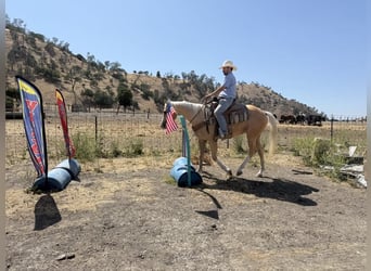American Quarter Horse, Wałach, 4 lat, 152 cm, Izabelowata