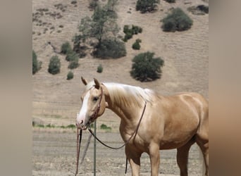 American Quarter Horse, Wałach, 4 lat, 152 cm, Izabelowata