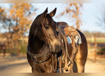 American Quarter Horse, Wałach, 4 lat, 152 cm, Jelenia