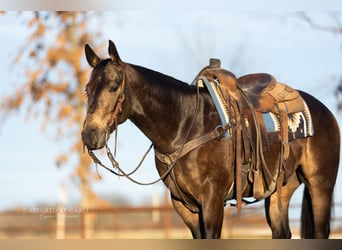 American Quarter Horse, Wałach, 4 lat, 152 cm, Jelenia