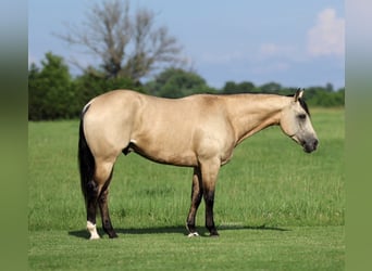 American Quarter Horse, Wałach, 4 lat, 152 cm, Jelenia