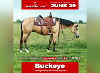 American Quarter Horse, Wałach, 4 lat, 152 cm, Jelenia