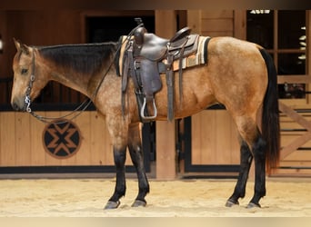 American Quarter Horse, Wałach, 4 lat, 152 cm, Jelenia