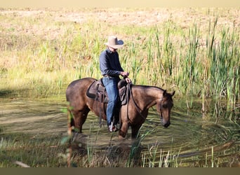 American Quarter Horse, Wałach, 4 lat, 152 cm, Jelenia