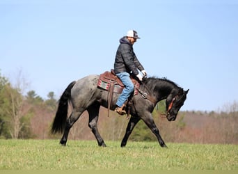 American Quarter Horse, Wałach, 4 lat, 152 cm, Karodereszowata