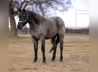 American Quarter Horse, Wałach, 4 lat, 152 cm, Karodereszowata