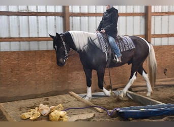 American Quarter Horse Mix, Wałach, 4 lat, 152 cm, Karodereszowata