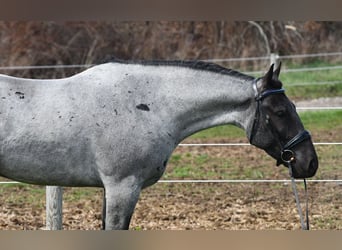 American Quarter Horse Mix, Wałach, 4 lat, 152 cm, Karodereszowata