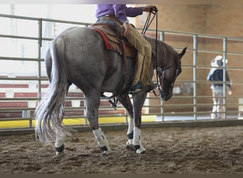 American Quarter Horse, Wałach, 4 lat, 152 cm, Kasztanowatodereszowata