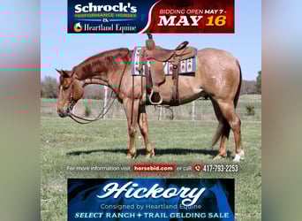 American Quarter Horse, Wałach, 4 lat, 152 cm, Kasztanowatodereszowata