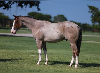 American Quarter Horse, Wałach, 4 lat, 152 cm, Kasztanowatodereszowata