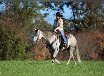 American Quarter Horse, Wałach, 4 lat, 152 cm, Siwa